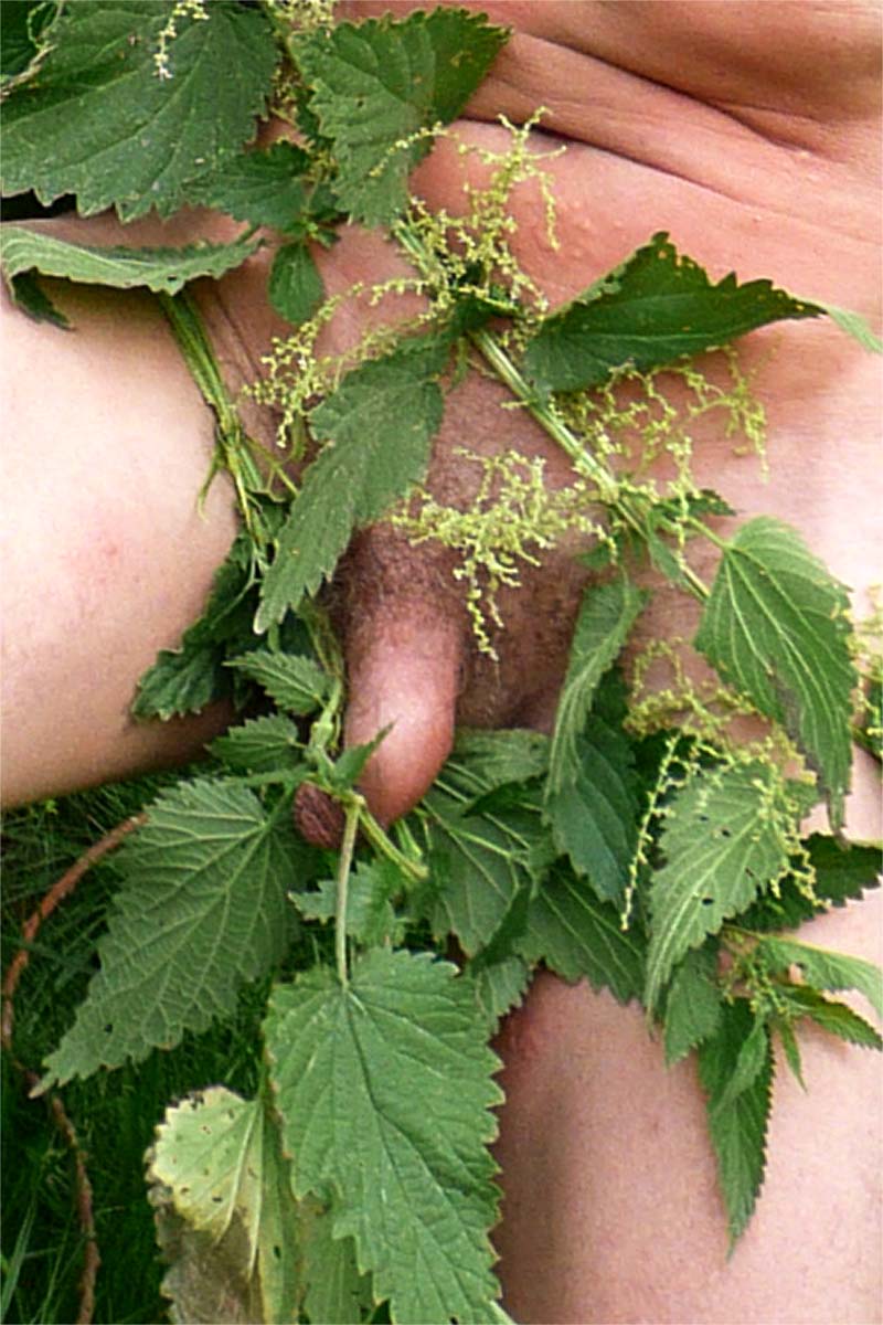 CBT stinging nettle torture image image picture