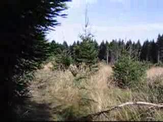 Masturb. maschile - Im Wald spazieren..