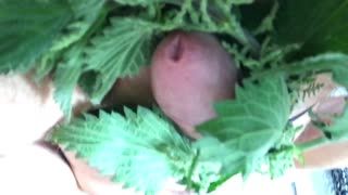 Fetisch - Playing with nettles