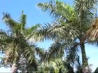 Boquete - Outdoor Tropical Blowjob